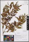 Foto von Salix excelsa S. G. Gmel.